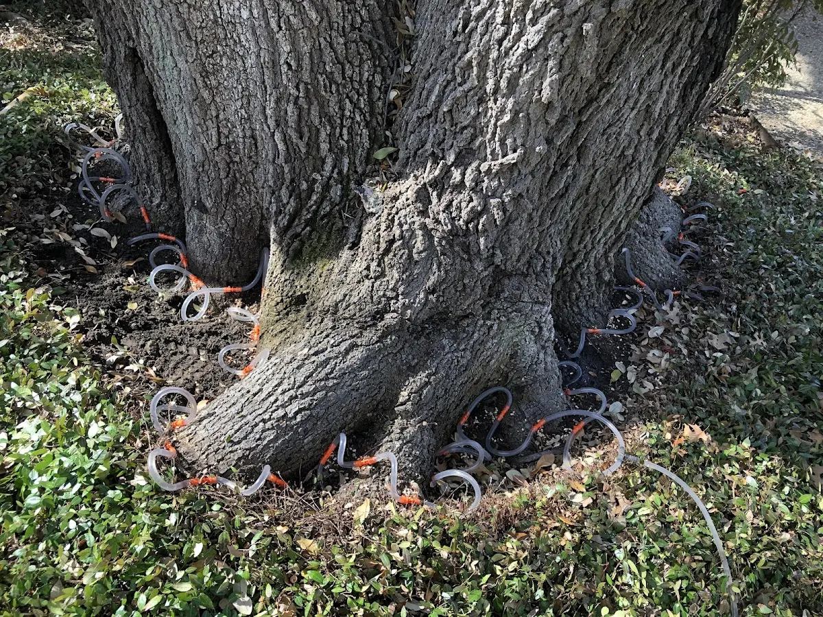 Detailed Tree Cabling and Bracing job site in Burtonsville