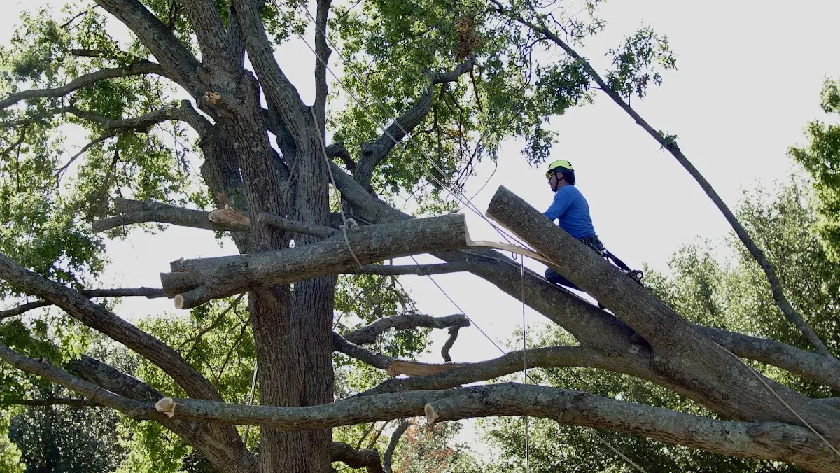 Professional Crown Thinning performed by certified arborists in Burtonsville