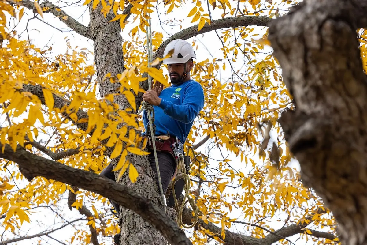 Skilled Tree Trimming crew working in Burtonsville